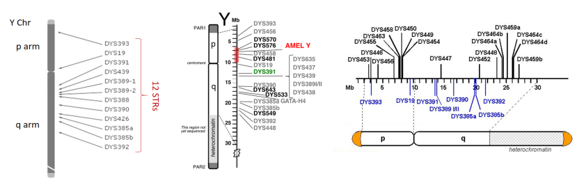 Y STR positions